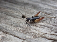 Trigonidium cicindeloides
