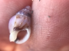 Buccinoidea