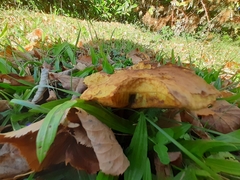 Suillus collinitus