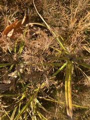 Cyperus esculentus