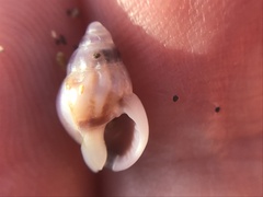 Buccinoidea