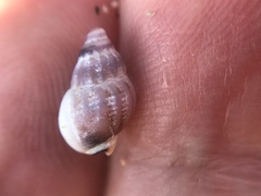 Buccinoidea