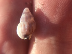 Buccinoidea
