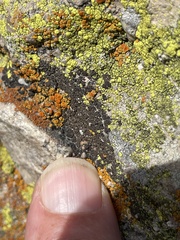 Acarospora obnubila