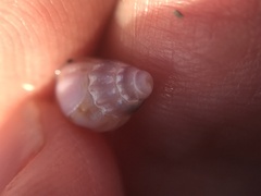 Buccinoidea