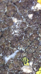 Acarospora obnubila