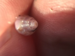 Buccinoidea