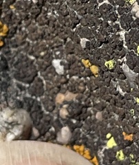 Acarospora obnubila