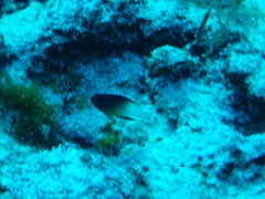 Stegastes partitus