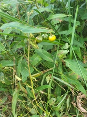 Solanum carolinense