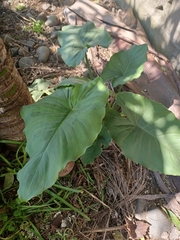 Zantedeschia