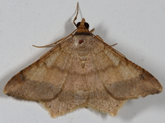 Psamatodes trientata