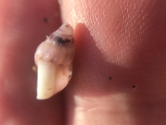 Buccinoidea