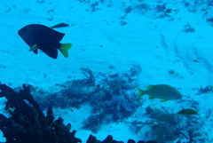 Haemulon flavolineatum