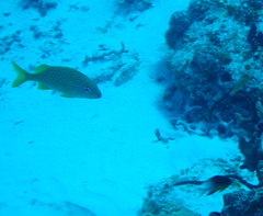 Haemulon flavolineatum