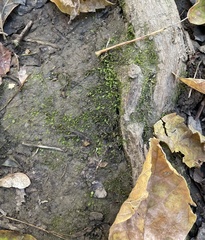 Fissidens taxifolius