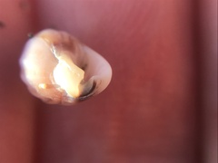 Buccinoidea