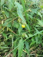 Solanum carolinense