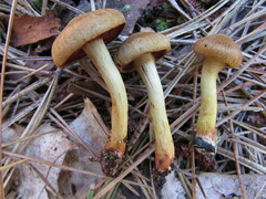 Cortinarius tinctorum