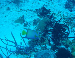 Holacanthus ciliaris