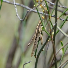 Austracris guttulosa