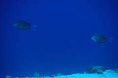 Acanthurus chirurgus