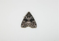 Callopistria latreillei