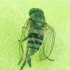Lindneromyia flavicornis