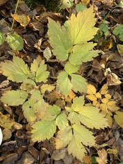Actaea