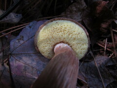Aureoboletus projectellus