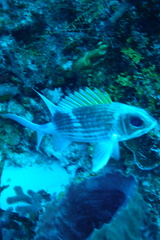 Holocentrus adscensionis