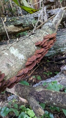 Daedaleopsis tricolor