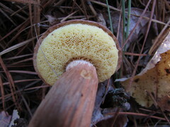 Aureoboletus projectellus