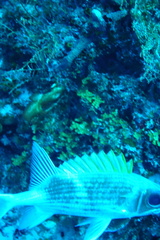 Holocentrus adscensionis