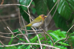 Hemithraupis ruficapilla