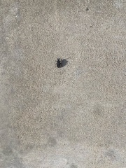 Triatoma gerstaeckeri