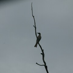 Philemon citreogularis