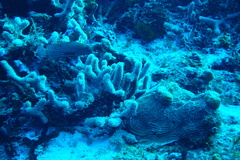 Cephalopholis cruentata