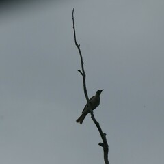 Philemon citreogularis