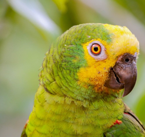Turquoise-fronted Amazon, photo 6 of 7