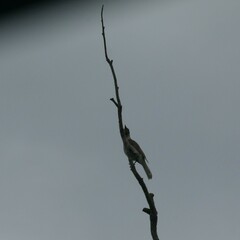 Philemon citreogularis