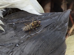 Metasyrphus