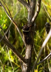 Diceroprocta marevagans