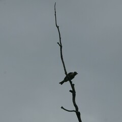 Philemon citreogularis