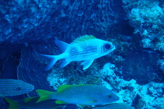 Holocentrus adscensionis