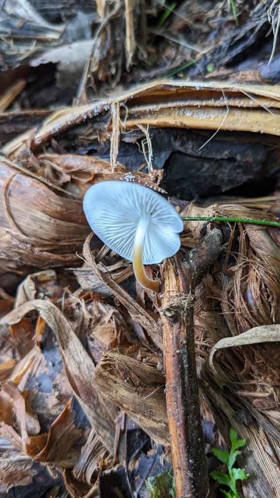 Strobilurus ohshimae · October 2022 · photo: © atsushi_nakajima_cirque (iNaturalist, cc-by)