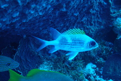 Holocentrus adscensionis