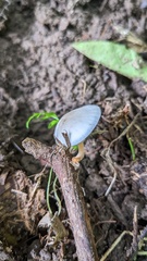 Strobilurus ohshimae