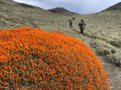 Anarthrophyllum desideratum