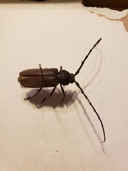 Enaphalodes hispicornis